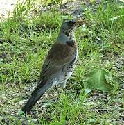 Fieldfare