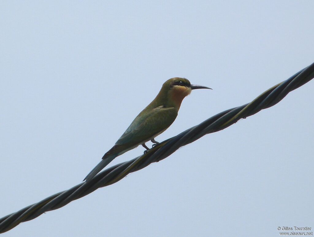 Blue-tailed Bee-eater