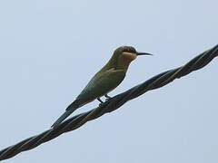 Blue-tailed Bee-eater