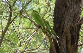 African Green Bee-eater