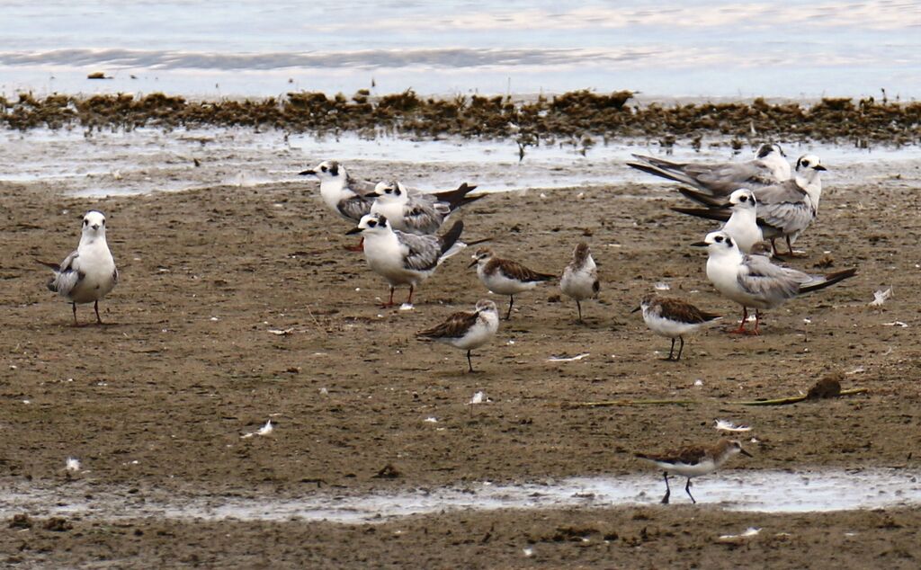 White-winged Tern
