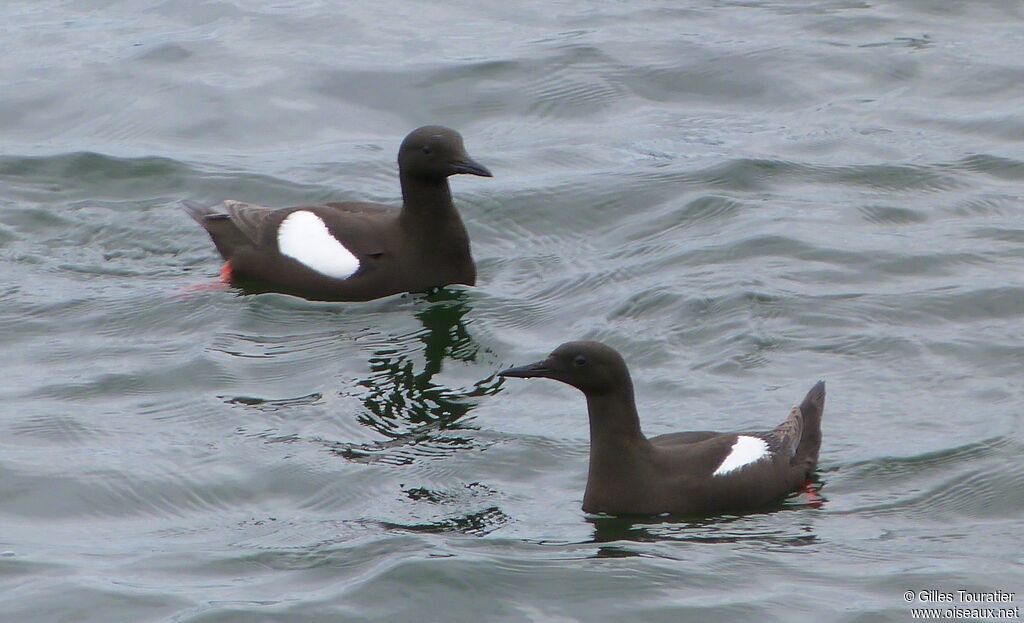 Guillemot à miroir