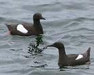 Guillemot à miroir