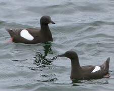 Black Guillemot