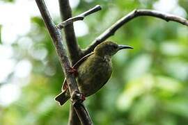 Red-legged Honeycreeper