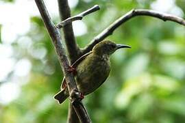 Red-legged Honeycreeper