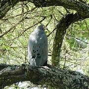 African Harrier-Hawk