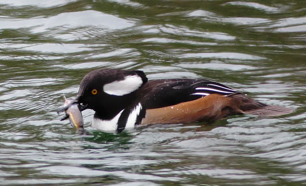 Hooded Merganser