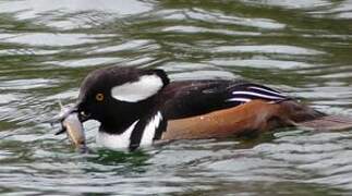 Hooded Merganser