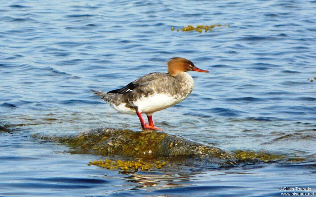 Red-breasted Merganser