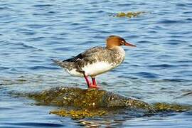 Red-breasted Merganser