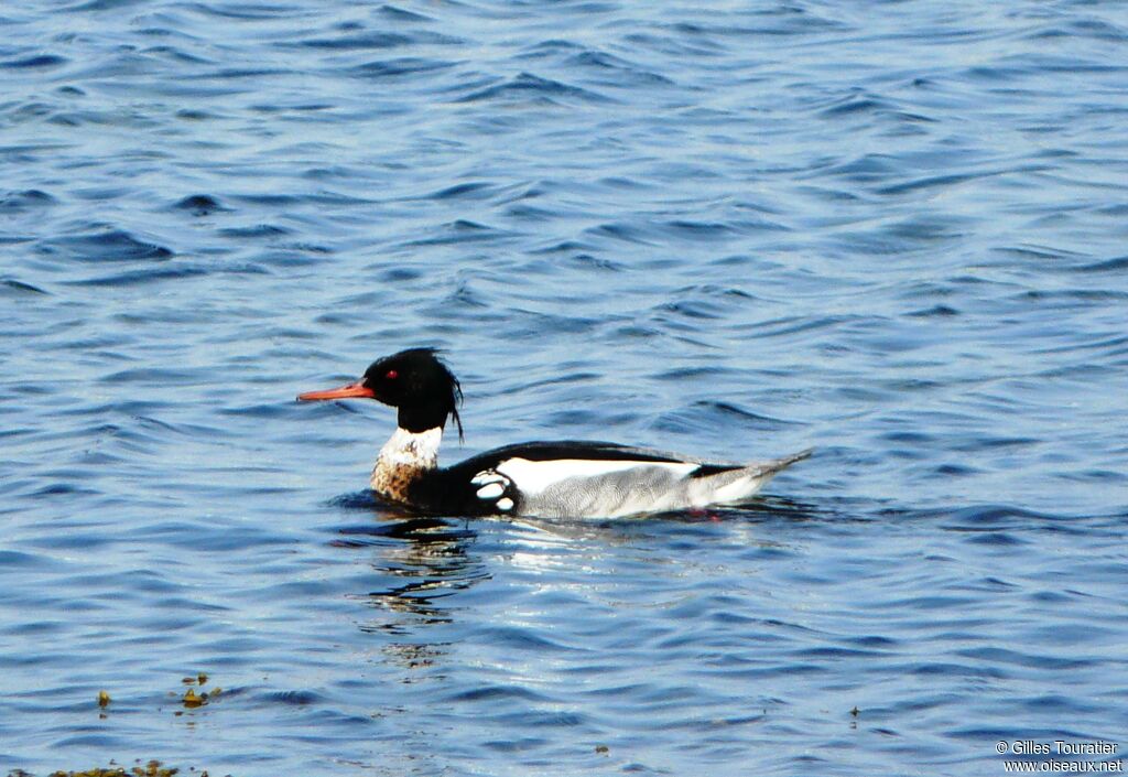 Red-breasted Merganser