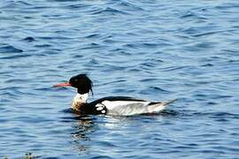 Red-breasted Merganser