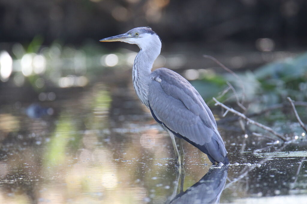 Grey Heron