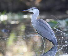 Grey Heron