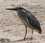Héron des mangroves