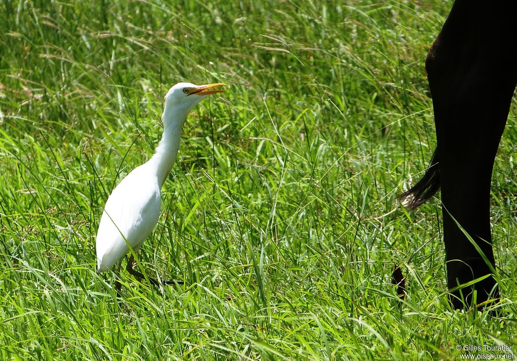 Western Cattle Egret