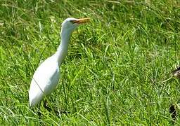 Western Cattle Egret