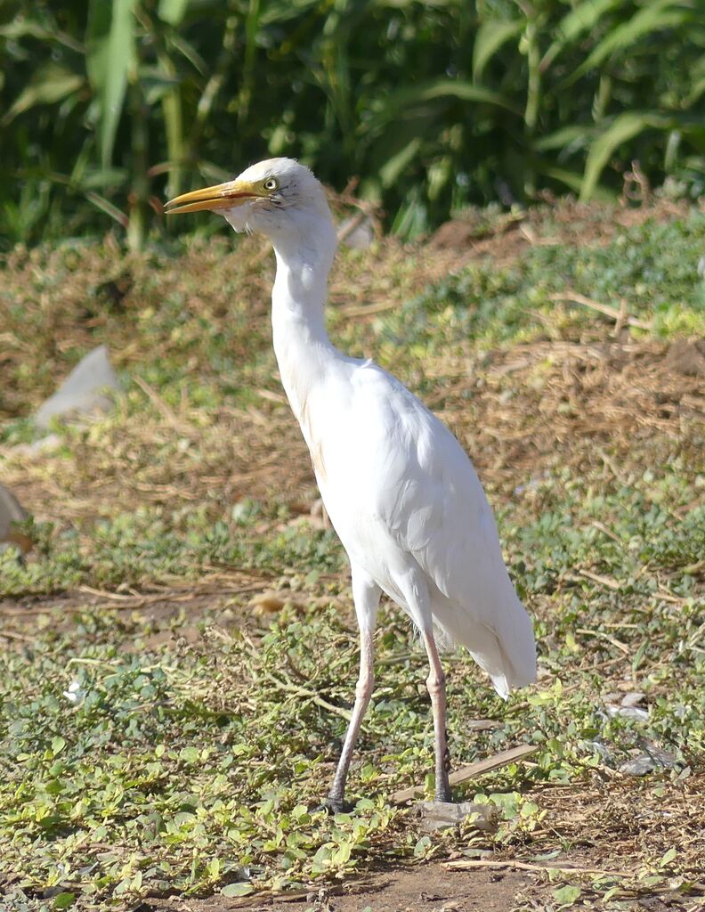 Western Cattle Egret