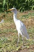 Western Cattle Egret