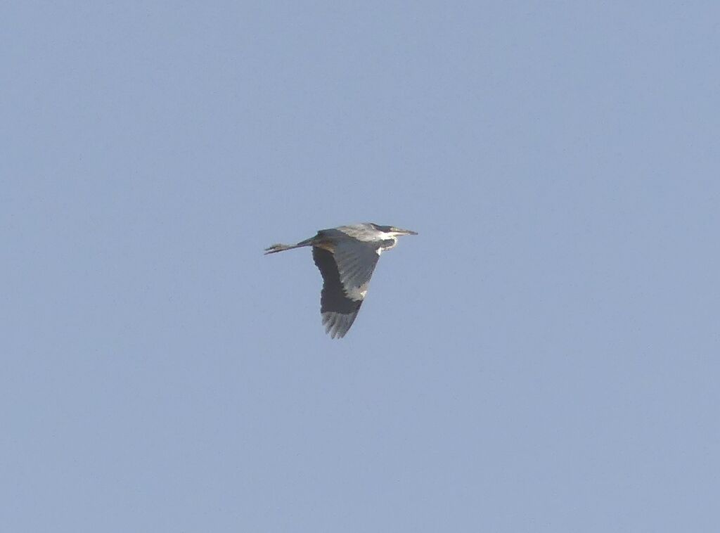 Black-headed Heron