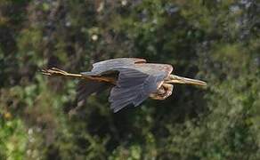 Purple Heron