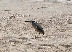 Striated Heron