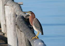 Green Heron