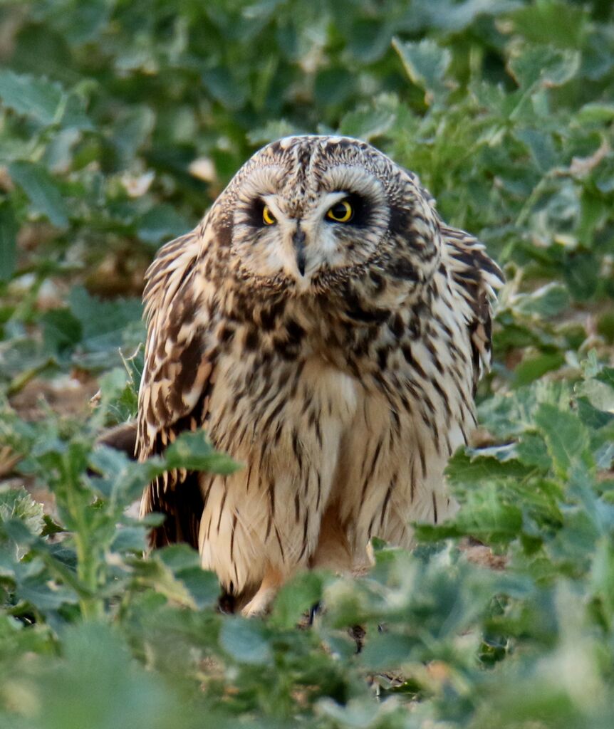 Hibou des marais