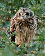 Hibou des marais