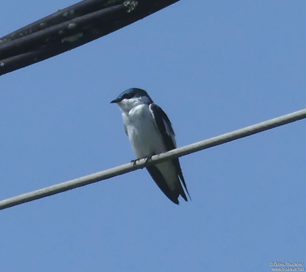 Hirondelle à ailes blanches