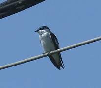 White-winged Swallow