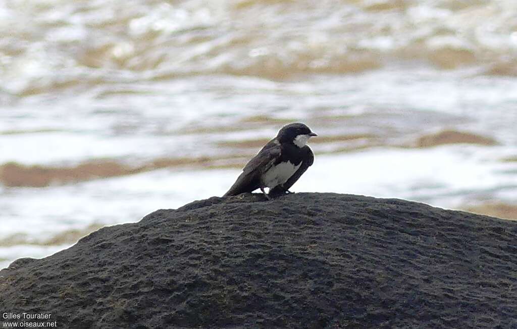 Black-collared Swallowadult, identification