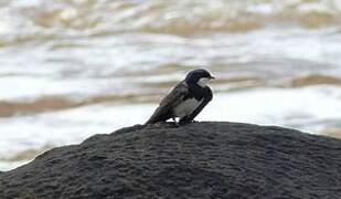 Black-collared Swallow