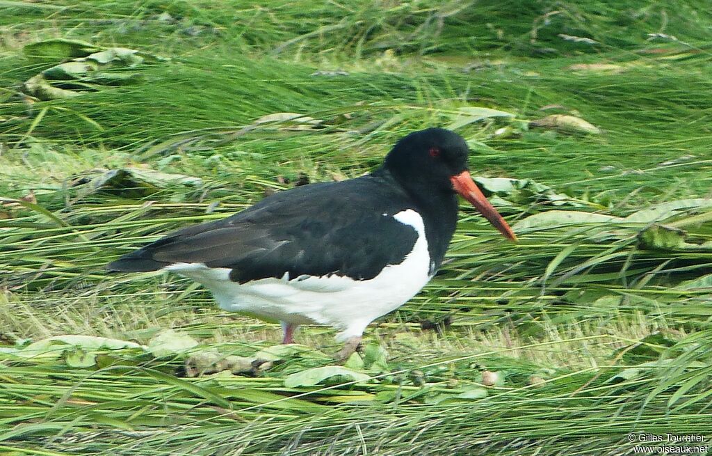 Eurasian Oystercatcher