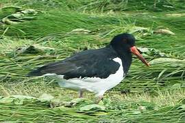 Eurasian Oystercatcher