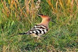 Eurasian Hoopoe