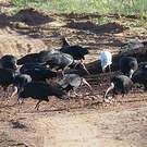 Ibis chauve