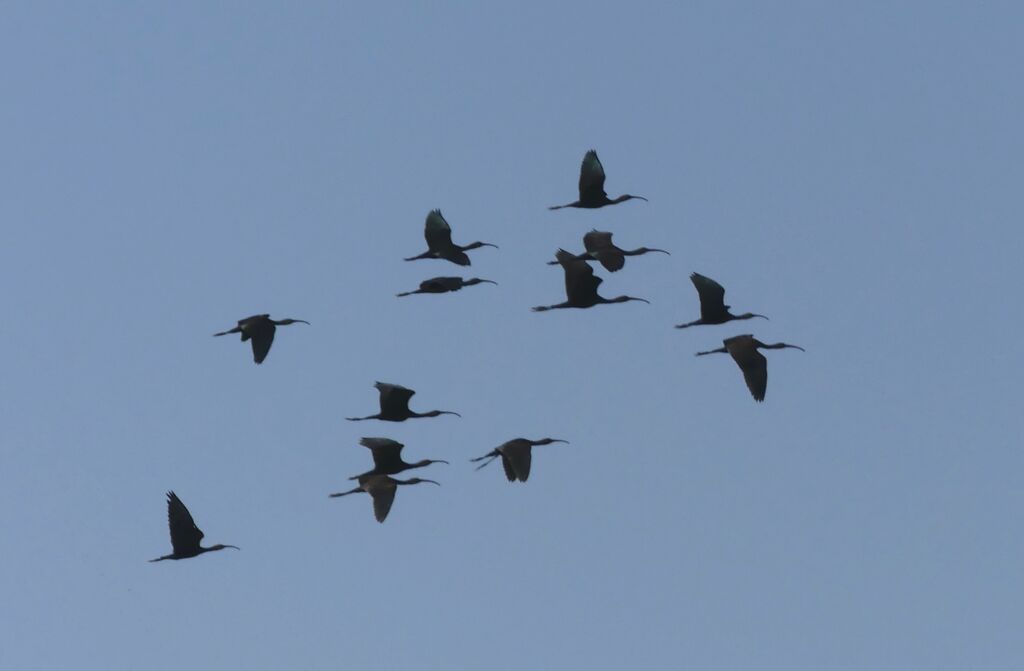 Ibis falcinelle