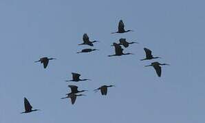 Glossy Ibis