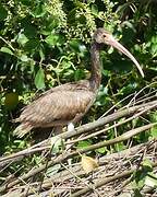 Scarlet Ibis