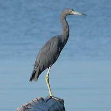 Aigrette bleue