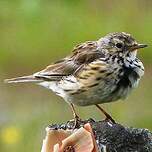 Pipit farlouse