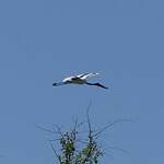 Jabiru d'Afrique