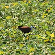 African Jacana
