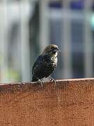 Blue-black Grassquit