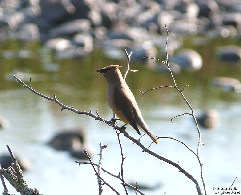 Cedar Waxwing