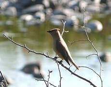 Cedar Waxwing