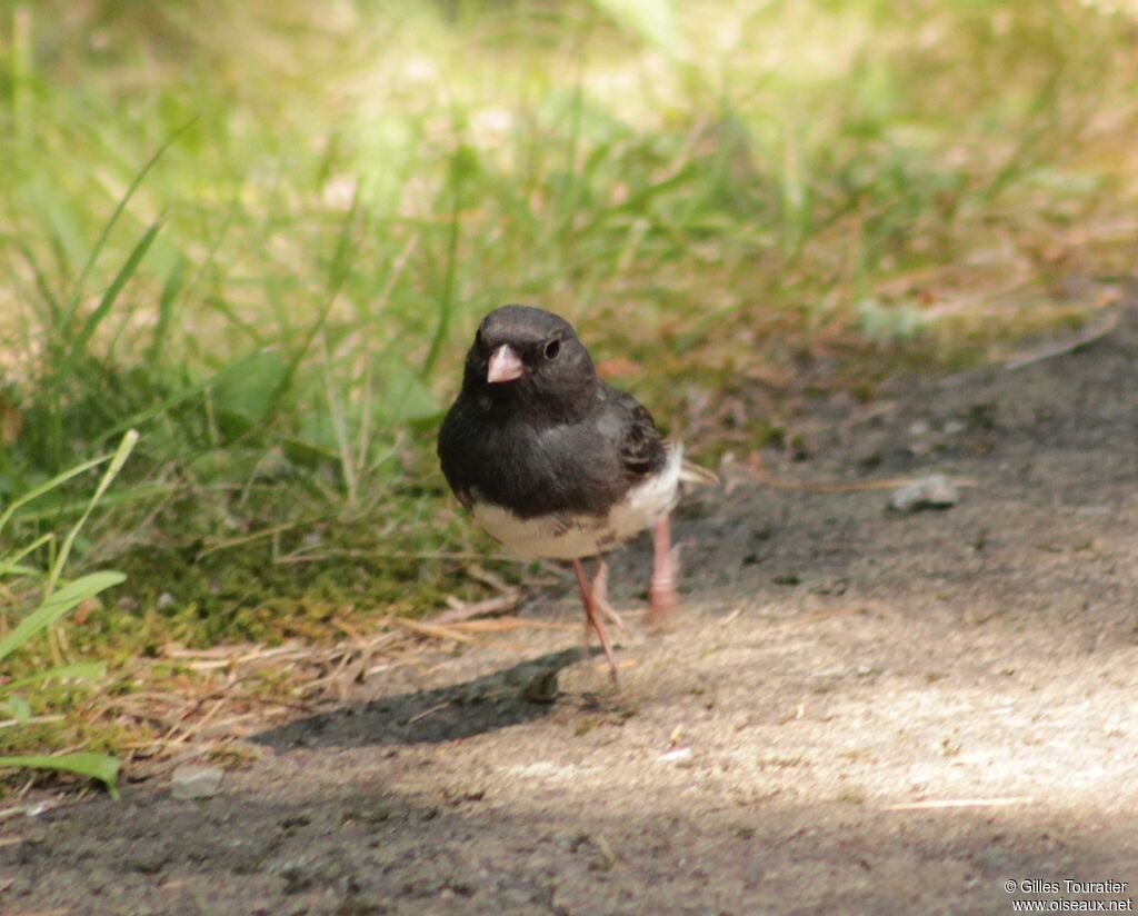 Junco ardoisé