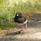 Junco ardoisé